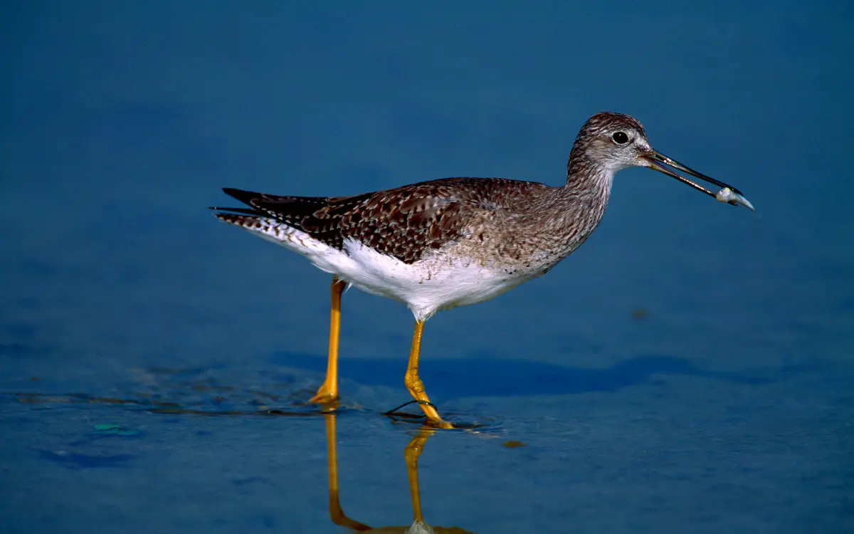 Shorebirds