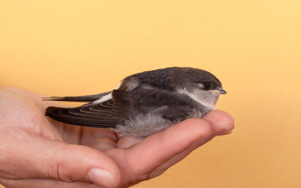 Swallow Bird in human  hand