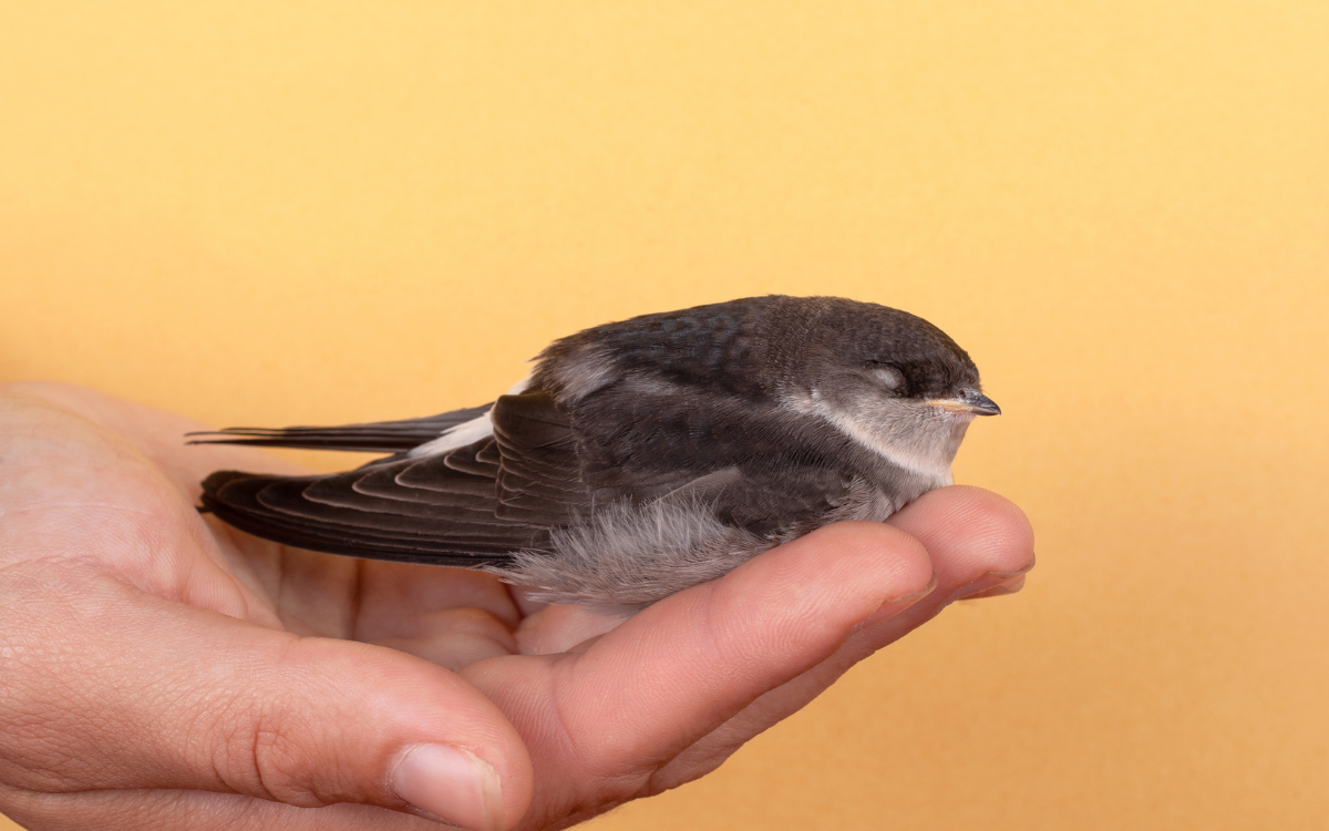 Swallow Bird Tattoo Meaning
