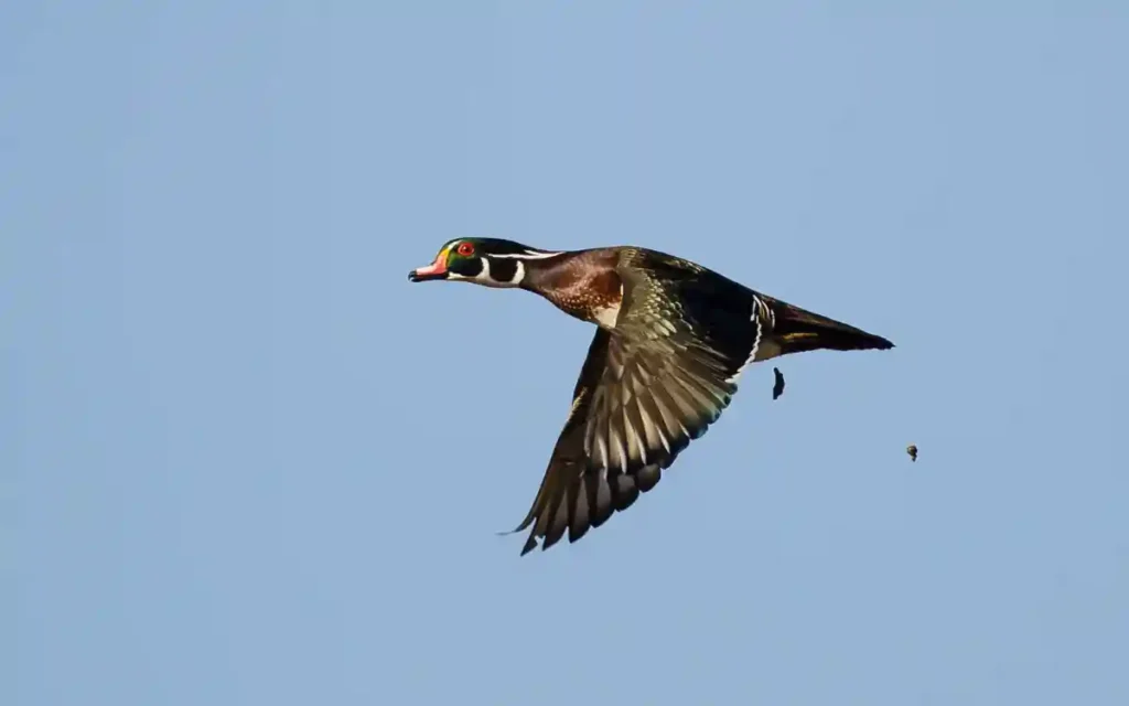 Birds Poop While Flying