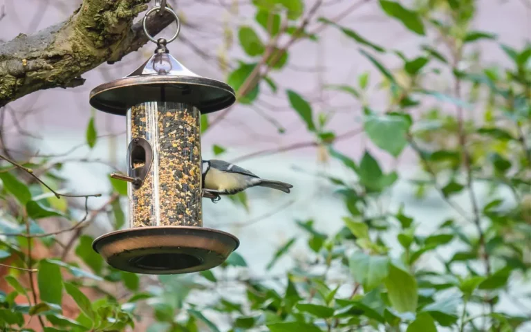 How to attract birds to feeder