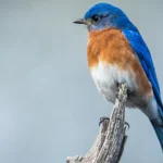 Attract Bluebirds