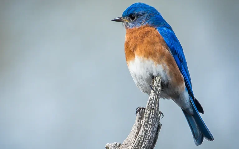 Attract Bluebirds