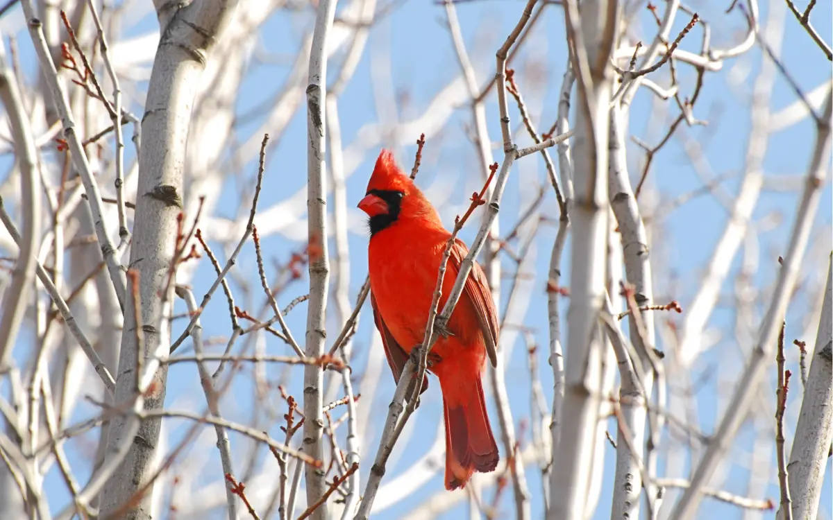 Attract Cardinals