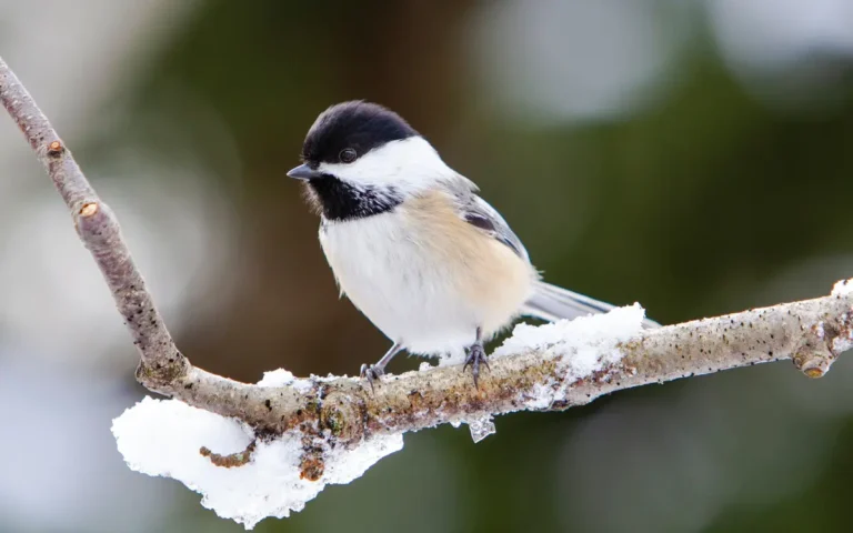 Attract Chickadees