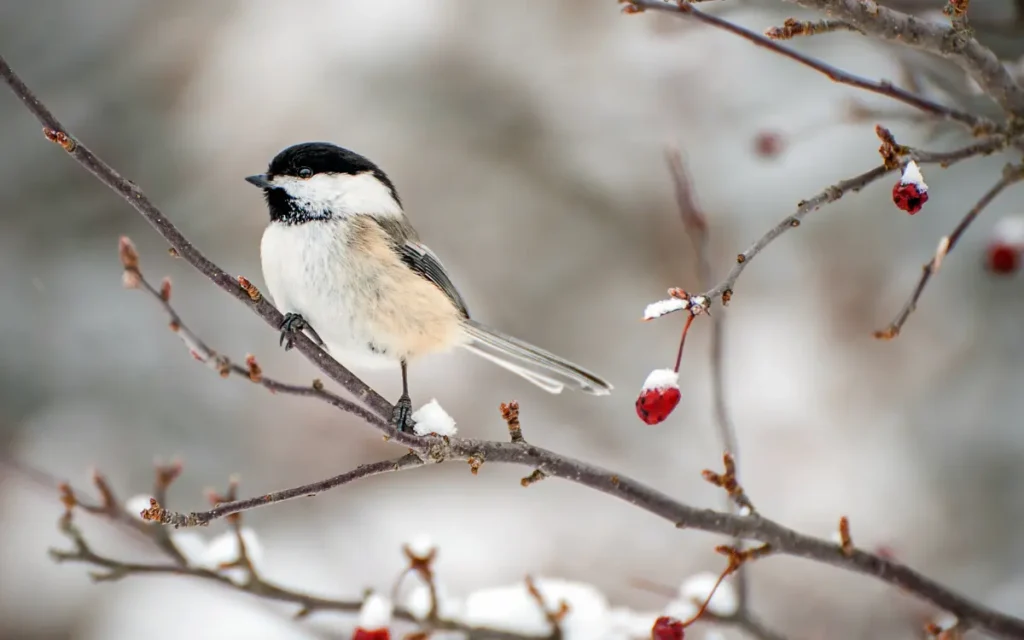 Attract Chickadees to your backyard