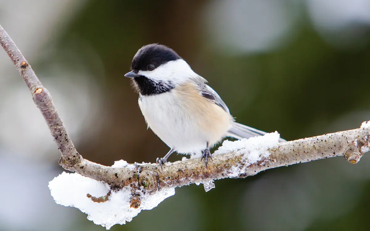 Attract Chickadees