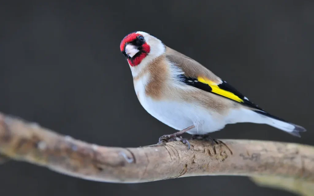 Attract Goldfinches to your backyard