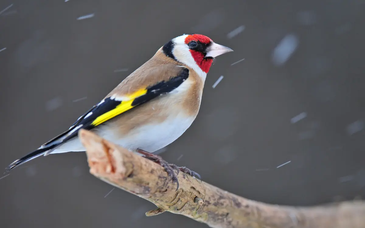 Attract Goldfinches