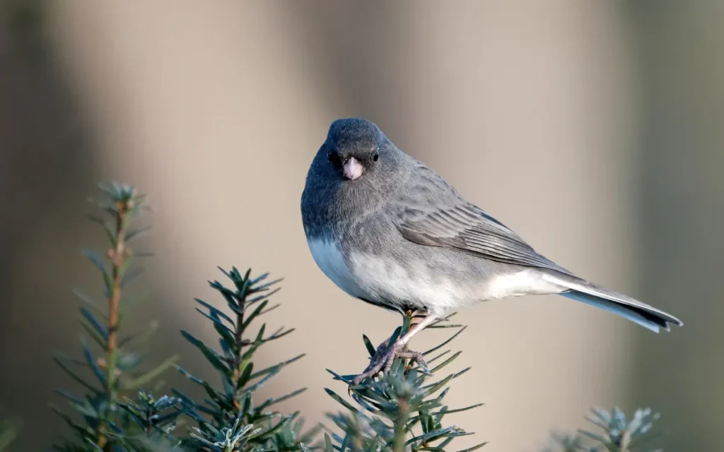 Attract Juncos to your yard