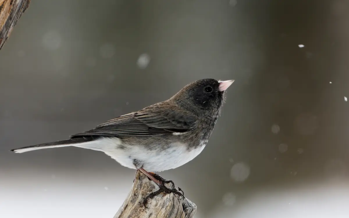 Attract Juncos