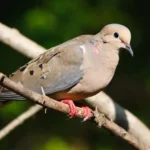 Attract Mourning Doves