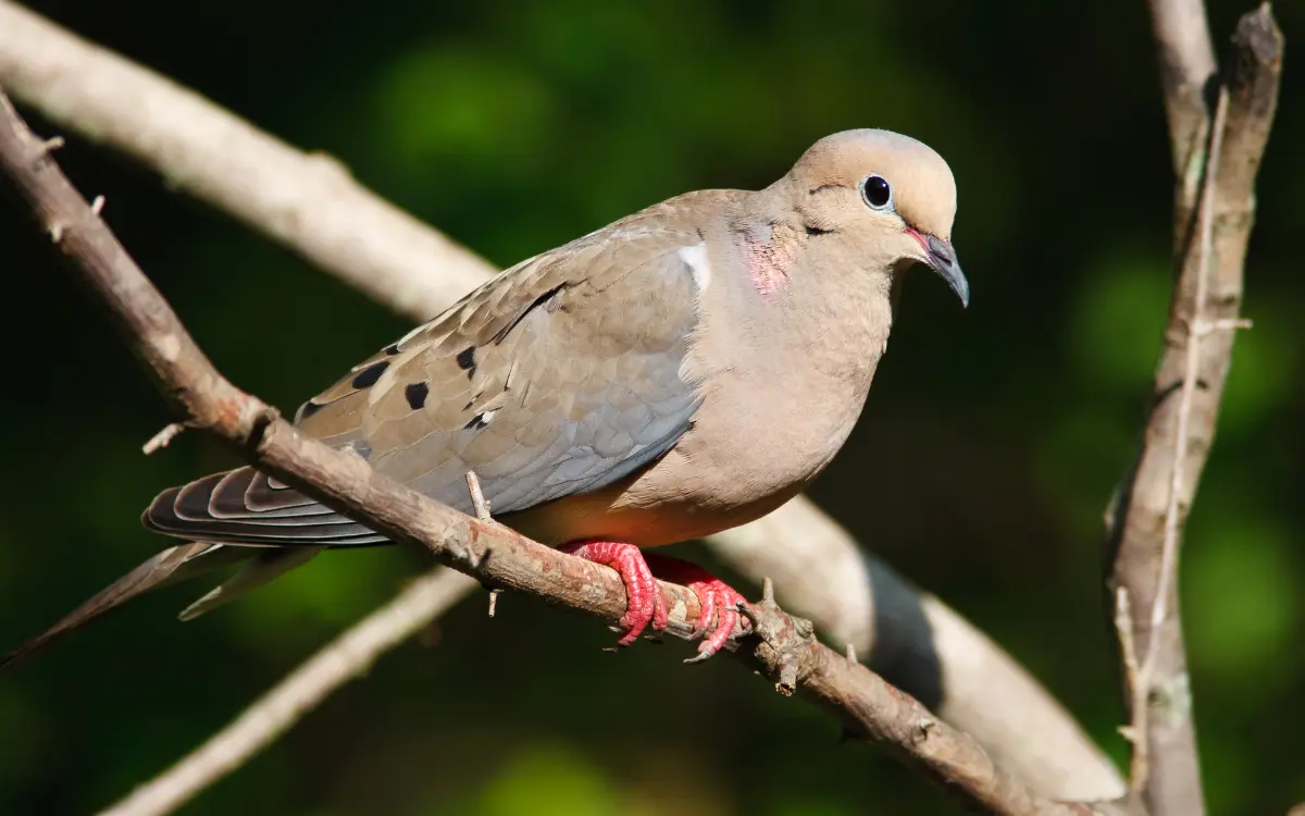 Attract Mourning Doves