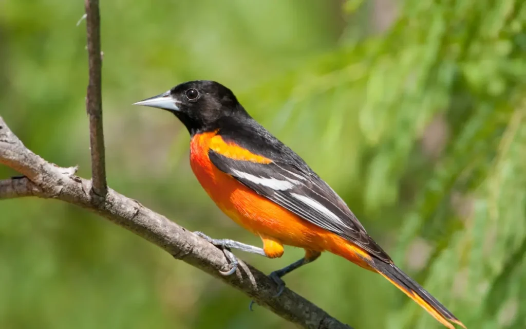 Attract Orioles to your backyard