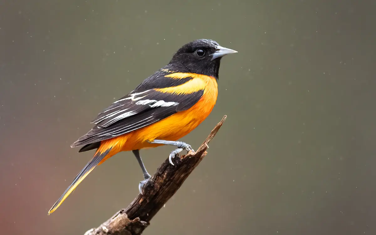 Attract Orioles