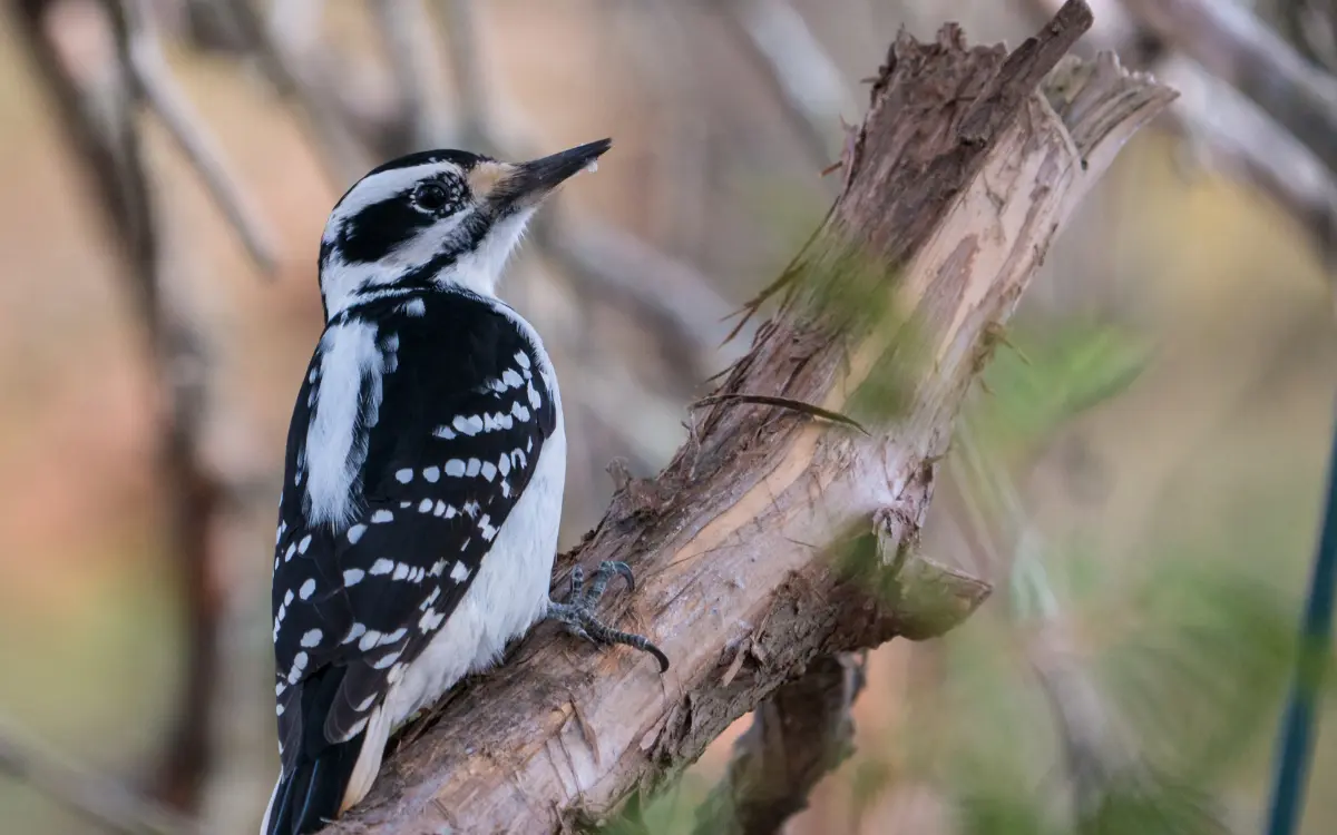 Attract Woodpeckers