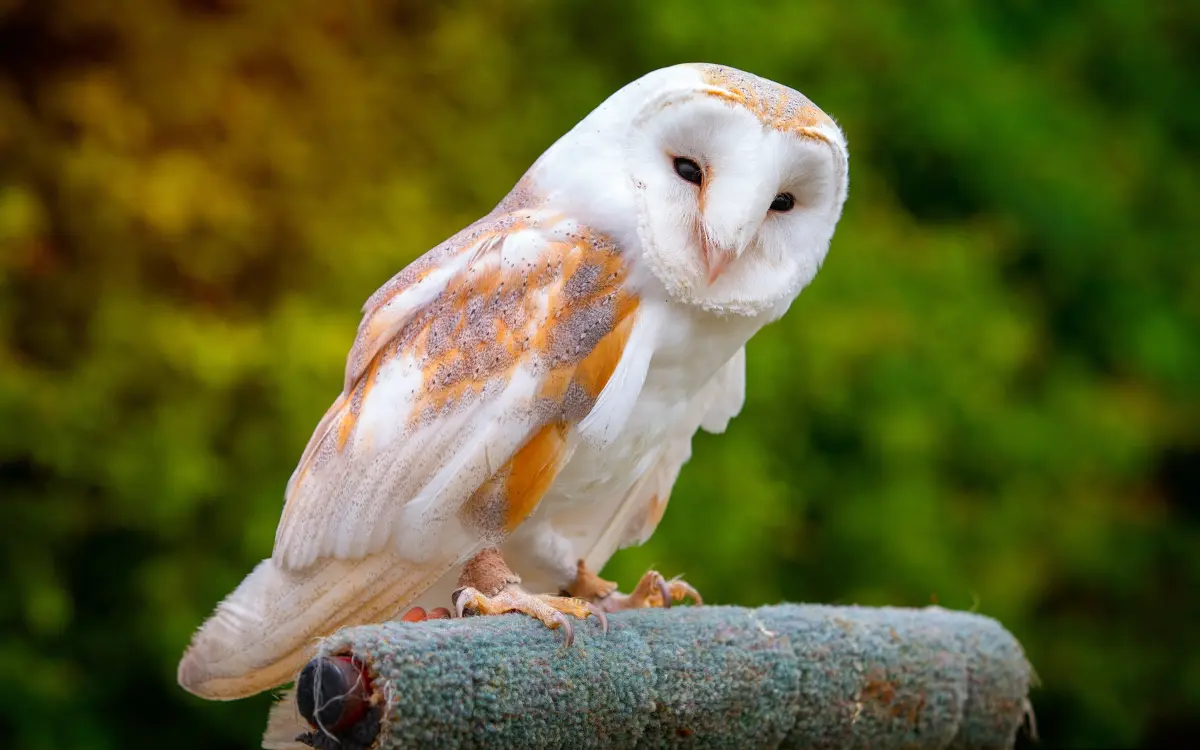 Barn Owl