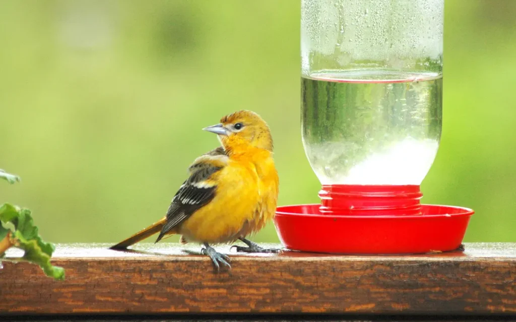 Birds that Drink Nectar From Hummingbird Feeders