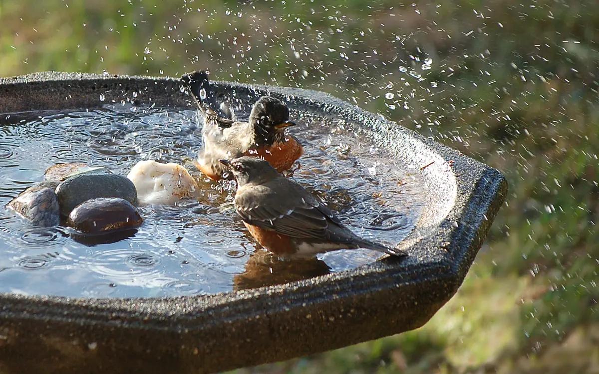 Birds to Use a Bird bath