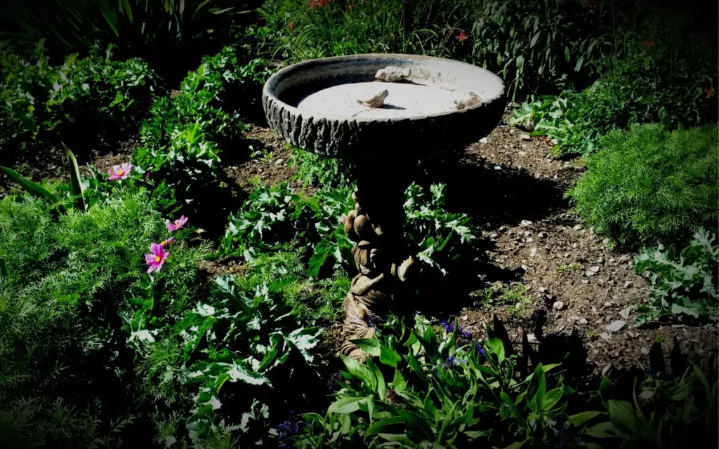 Clean Your Birdbath guide