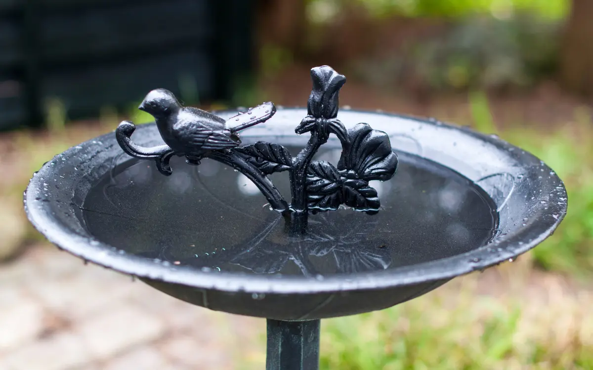 Clean Your Birdbath