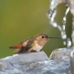 Do Hummingbirds Use Bird Baths