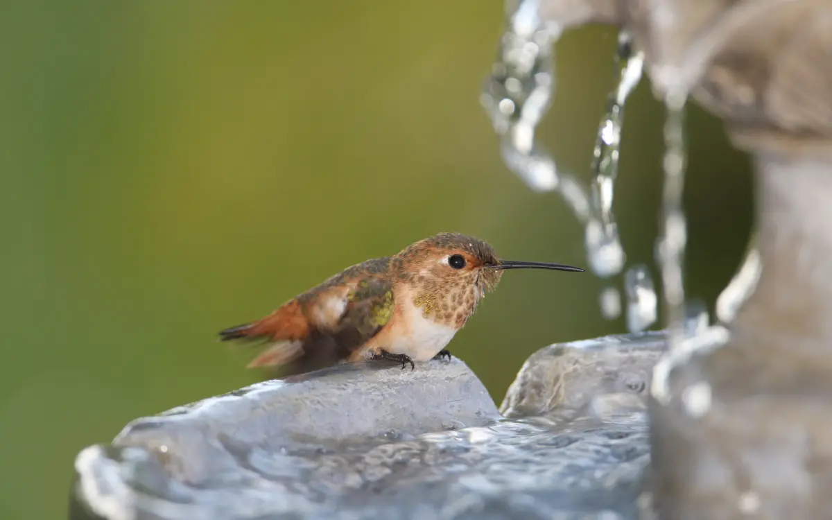 Do Hummingbirds Use Bird Baths