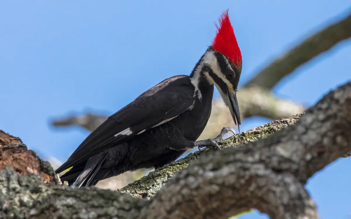 Get Rid of Woodpeckers