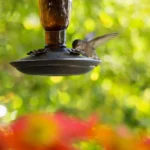 How Often Should I Clean My Hummingbird Feeder