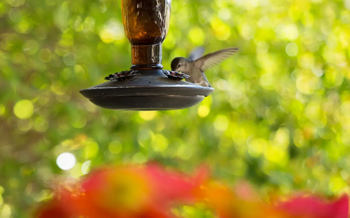 How Often Should I Clean My Hummingbird Feeder