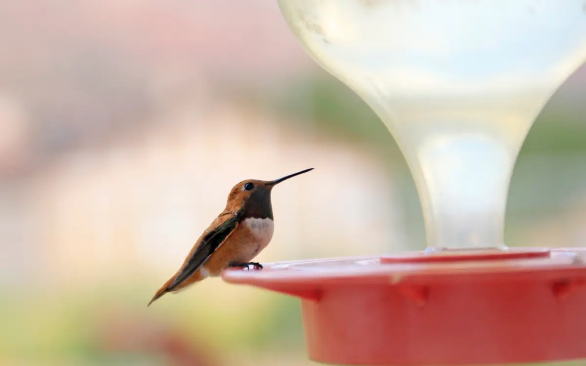 How Often to Change Your Hummingbird Feeder