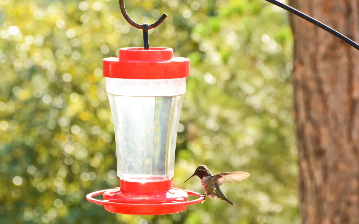 How to Keep Ants Away From Hummingbird Feeders