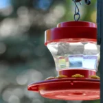 How to Keep Bees Away From Hummingbird Feeders