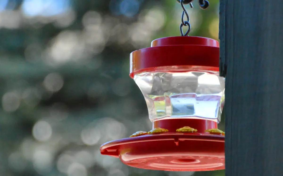 How to Keep Bees Away From Hummingbird Feeders