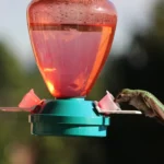 Hummingbird Feeders