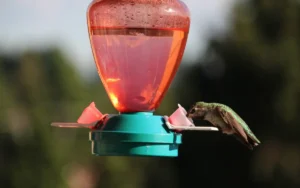 Hummingbird Feeders