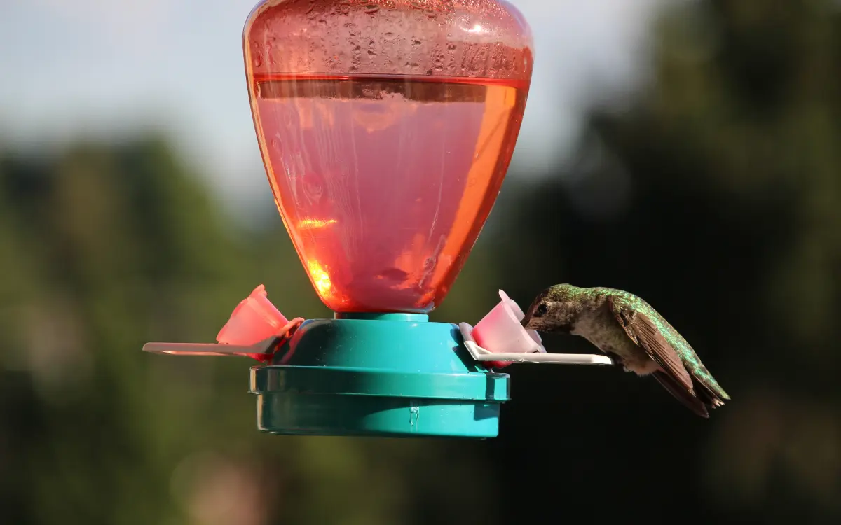 Hummingbird Feeders