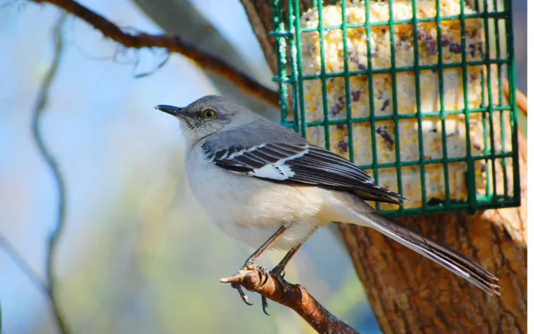 Mockingbirds Away From Feeders