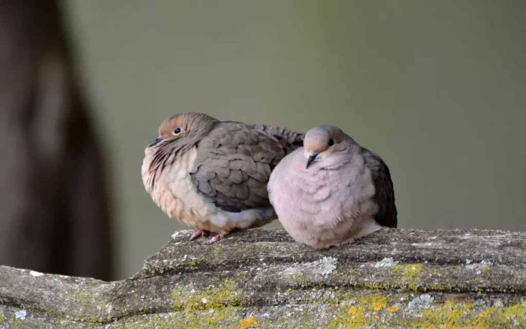 Two Mourning Doves