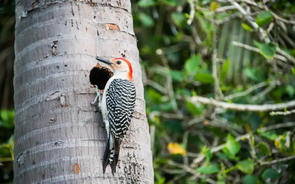 Woodpeckers