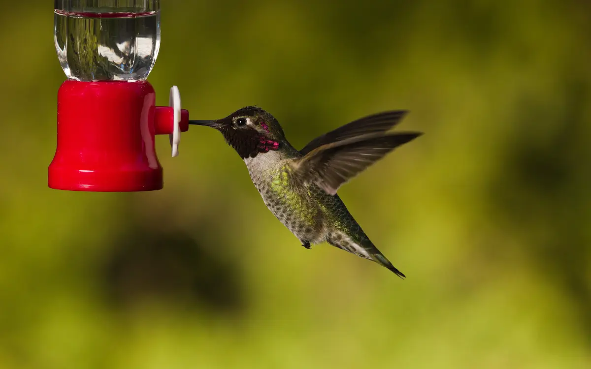 attract hummingbird to your backyard