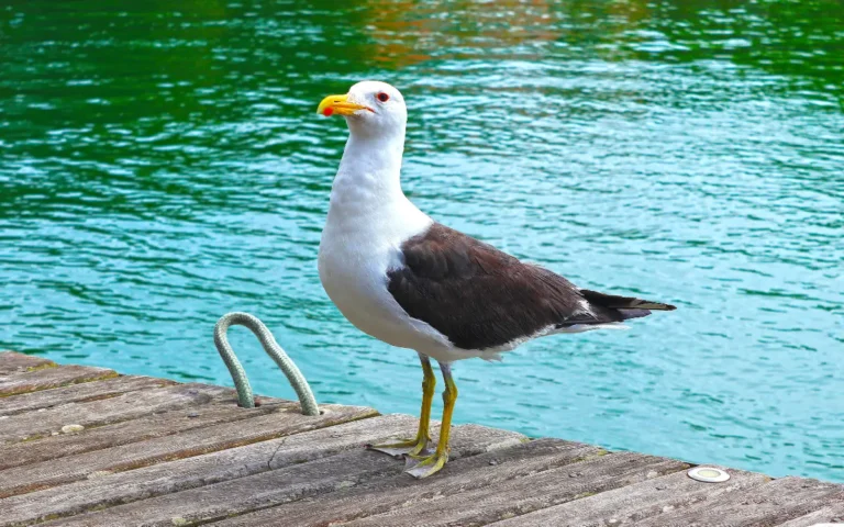 Albatross