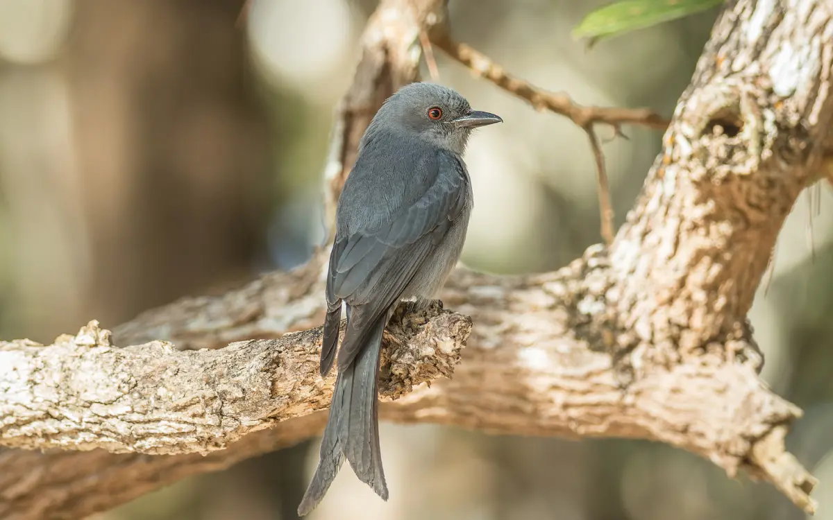 Ashy Drongo