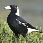 Australian Magpie