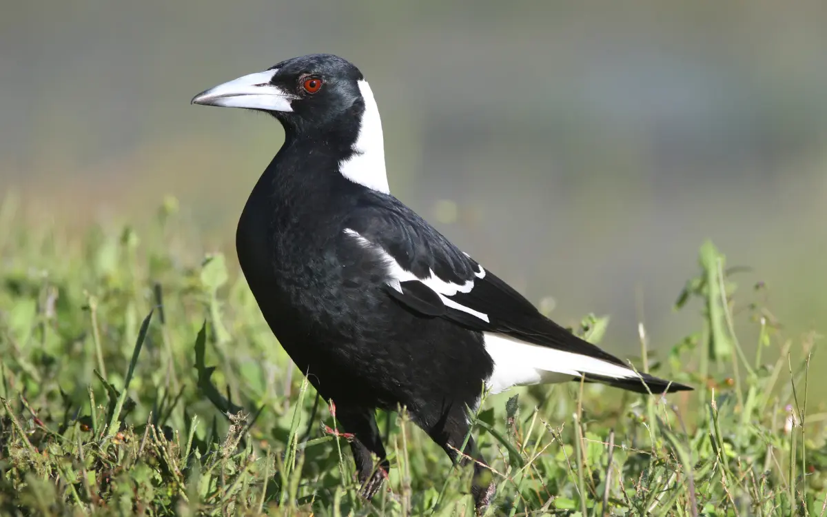 Australian Magpie