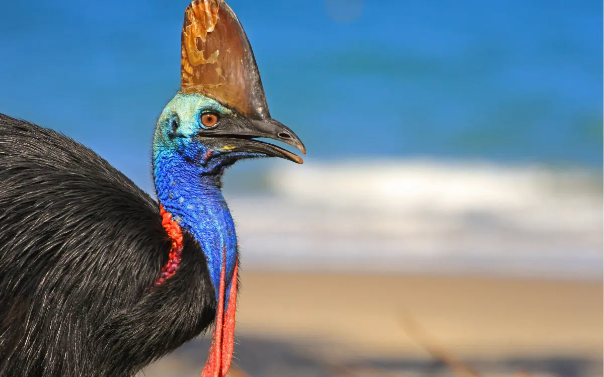 Cassowary