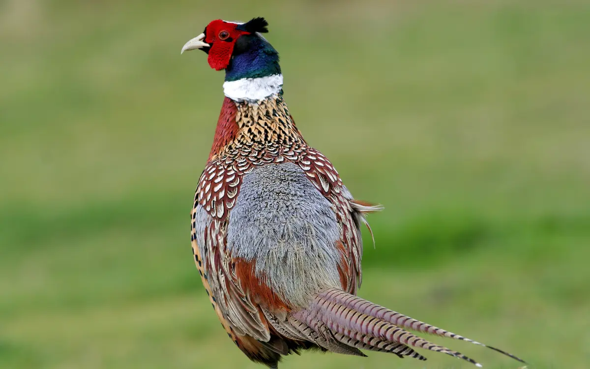 Elliot's Pheasant