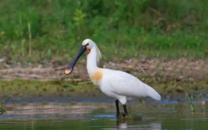 Eurasian Spoonbill