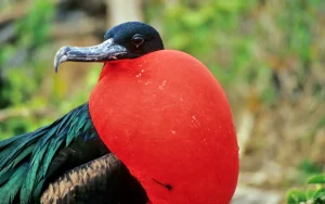 Frigatebird