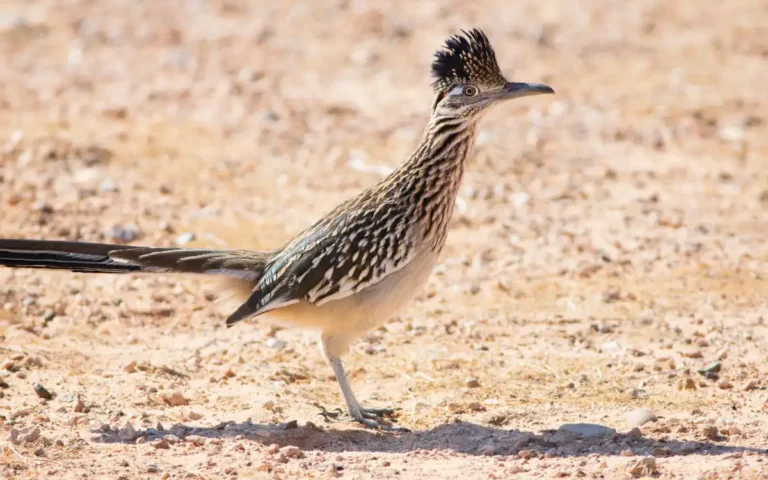 Greater Roadrunner